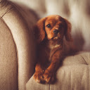 The dog lies on the chair  screen for extension Chrome web store in OffiDocs Chromium