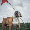The dog wins  screen for extension Chrome web store in OffiDocs Chromium