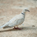 The Dove and the Ring  screen for extension Chrome web store in OffiDocs Chromium