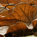 The dry leaves curl  screen for extension Chrome web store in OffiDocs Chromium