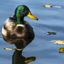 The duck and the leaf  screen for extension Chrome web store in OffiDocs Chromium