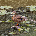 The Duck and the Lotus Pond  screen for extension Chrome web store in OffiDocs Chromium