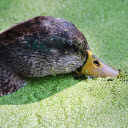 The duck eats duckweed  screen for extension Chrome web store in OffiDocs Chromium