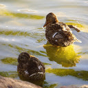 The ducks have full stomachs  screen for extension Chrome web store in OffiDocs Chromium