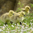 The ducks trotted out  screen for extension Chrome web store in OffiDocs Chromium