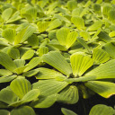 The duckweed pond is green and lush  screen for extension Chrome web store in OffiDocs Chromium