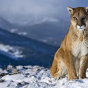 The Eastern Leopard: A Ghost of the Wild  screen for extension Chrome web store in OffiDocs Chromium