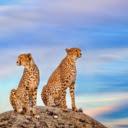 The Elegant Leopard: A Silent and Powerful Hunter  screen for extension Chrome web store in OffiDocs Chromium