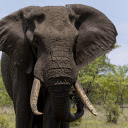 The elephant and the quagmire  screen for extension Chrome web store in OffiDocs Chromium