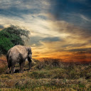 The elephant eats grass  screen for extension Chrome web store in OffiDocs Chromium