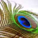 The feather  screen for extension Chrome web store in OffiDocs Chromium