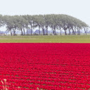 The fields are glowing pink  screen for extension Chrome web store in OffiDocs Chromium