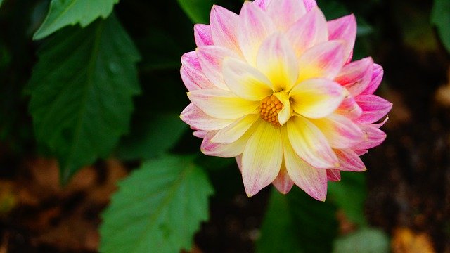 Скачать бесплатно The First Of May Flowers Spring - бесплатную фотографию или картинку для редактирования с помощью онлайн-редактора GIMP