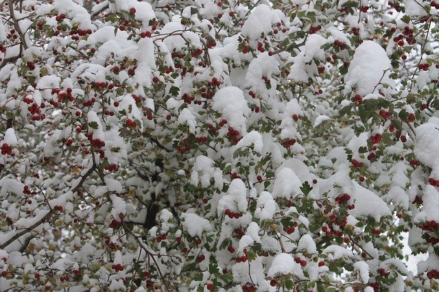 Download gratuito The First Snow Freezing Berry - foto o immagine gratuita da modificare con l'editor di immagini online di GIMP
