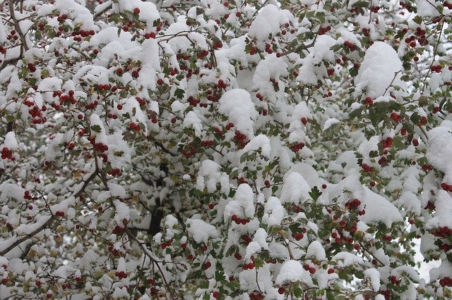 Muat turun percuma The First Snow Freezing Berry - foto atau gambar percuma untuk diedit dengan editor imej dalam talian GIMP