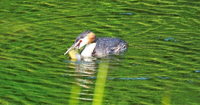 Free download The Fish Are Eating Waterfowl -  free photo or picture to be edited with GIMP online image editor