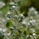 The flower buds are round  screen for extension Chrome web store in OffiDocs Chromium