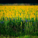 The flower field is burning  screen for extension Chrome web store in OffiDocs Chromium