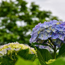 The flower garden blooms  screen for extension Chrome web store in OffiDocs Chromium