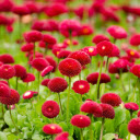 The flower garden glows red  screen for extension Chrome web store in OffiDocs Chromium
