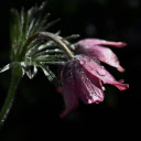 The flower is drooping  screen for extension Chrome web store in OffiDocs Chromium