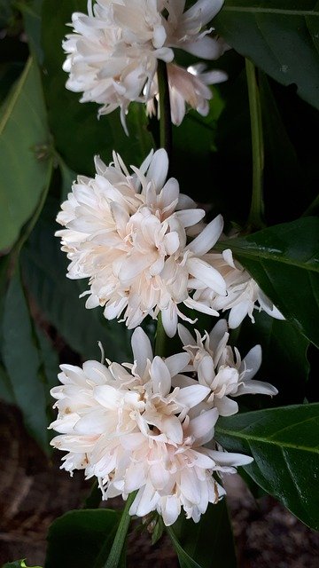 ດາວ​ໂຫຼດ​ຟຣີ The Flower Of Coffee Tree - ຮູບ​ພາບ​ຟຣີ​ຫຼື​ຮູບ​ພາບ​ທີ່​ຈະ​ໄດ້​ຮັບ​ການ​ແກ້​ໄຂ​ກັບ GIMP ອອນ​ໄລ​ນ​໌​ບັນ​ນາ​ທິ​ການ​ຮູບ​ພາບ​