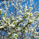 The flowers bloom white on thetree  screen for extension Chrome web store in OffiDocs Chromium