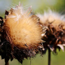 The flowers fly  screen for extension Chrome web store in OffiDocs Chromium