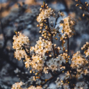 THE FLOWER Theme  screen for extension Chrome web store in OffiDocs Chromium THE FLOWER Theme  screen for extension Chrome web store in OffiDocs Chromium