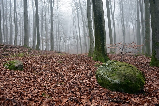 Free download the fog hazy morning chilly wet free picture to be edited with GIMP free online image editor