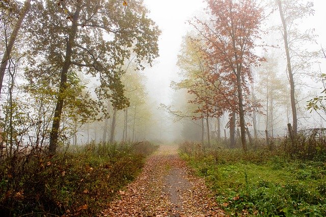 Gratis download The Fog Trees Mystical - gratis gratis foto of afbeelding om te bewerken met de GIMP online afbeeldingseditor
