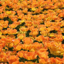 The forest of yellow flowers blooms  screen for extension Chrome web store in OffiDocs Chromium