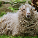 The forgotten sheep  screen for extension Chrome web store in OffiDocs Chromium
