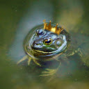 The frog and the golden crown  screen for extension Chrome web store in OffiDocs Chromium