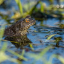 The frog babbled on the edge of the pond  screen for extension Chrome web store in OffiDocs Chromium
