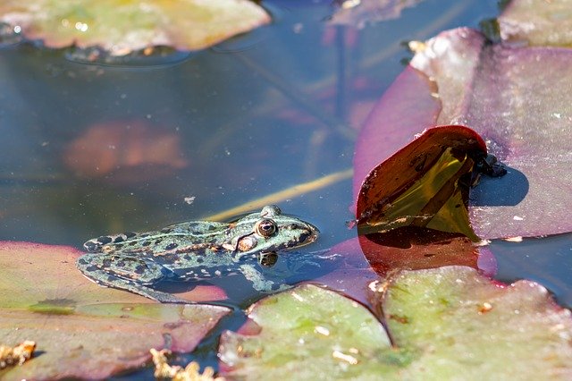 Unduh gratis The Frog Pond Water - foto atau gambar gratis untuk diedit dengan editor gambar online GIMP