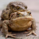 The frogs brown amphibian  screen for extension Chrome web store in OffiDocs Chromium