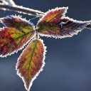 The frost edged leaf  screen for extension Chrome web store in OffiDocs Chromium