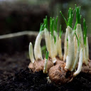 The garlic was forgotten  screen for extension Chrome web store in OffiDocs Chromium