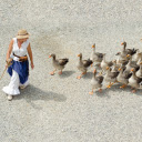 The geese followed  screen for extension Chrome web store in OffiDocs Chromium