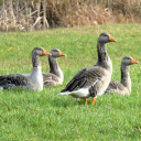 The geese were bewildered  screen for extension Chrome web store in OffiDocs Chromium