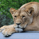 The gentle lion  screen for extension Chrome web store in OffiDocs Chromium
