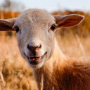 The goat laughed  screen for extension Chrome web store in OffiDocs Chromium