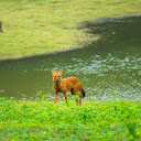 The Golden Fox by the River  screen for extension Chrome web store in OffiDocs Chromium