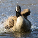 The goose is bathing in the lake  screen for extension Chrome web store in OffiDocs Chromium