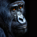 The gorilla primate  screen for extension Chrome web store in OffiDocs Chromium