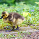The Gosling  screen for extension Chrome web store in OffiDocs Chromium