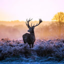 The Graceful Deer: A Symbol of Elegance in the Wild  screen for extension Chrome web store in OffiDocs Chromium