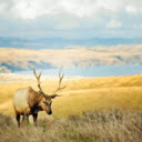 The Graceful Deer of the Forest  screen for extension Chrome web store in OffiDocs Chromium