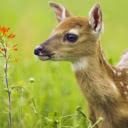 The Graceful Deer: Symbol of Elegance in Nature  screen for extension Chrome web store in OffiDocs Chromium